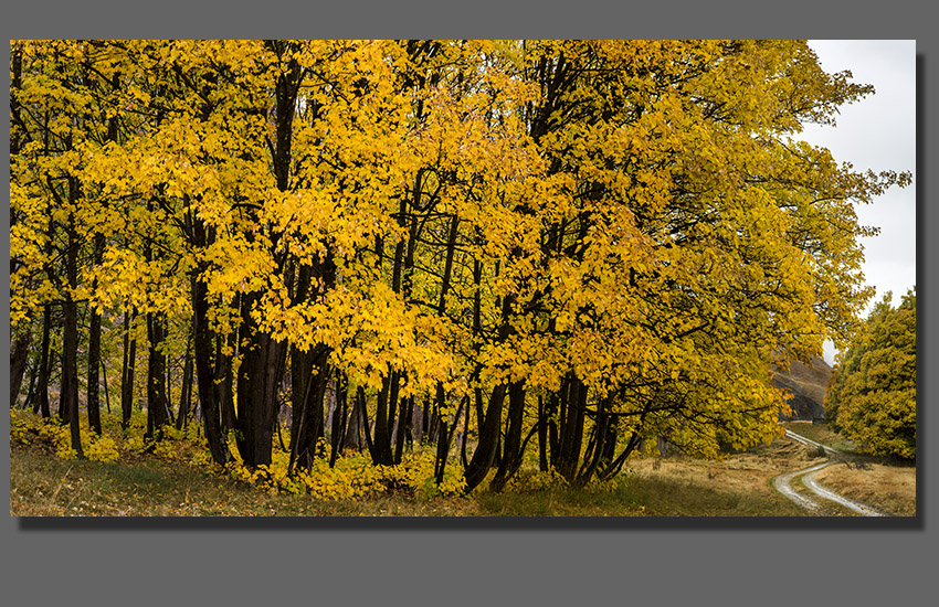  Central Otago Photographers