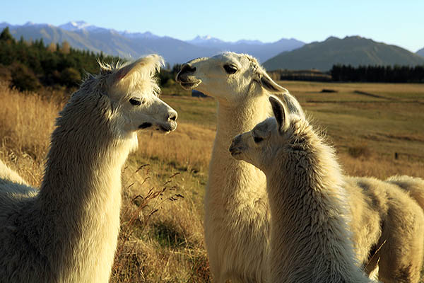 NZ Alpacas