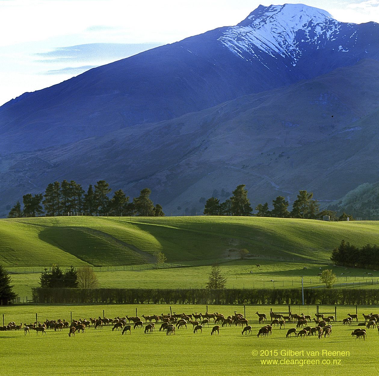 Red Deer in the Wanaka landscape