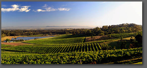 Australian Vineyard Photos Images