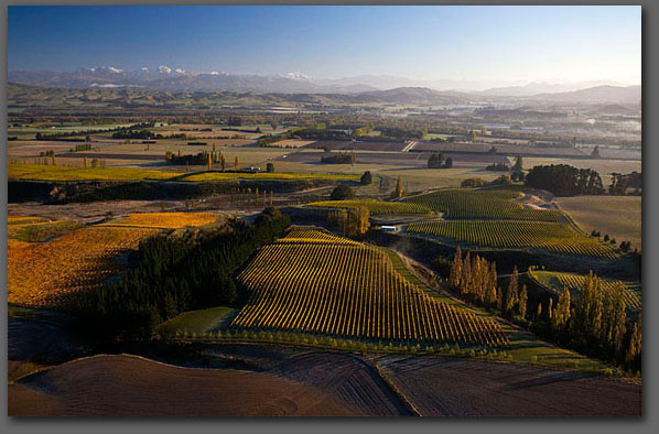 NZ Riesling Vineyard