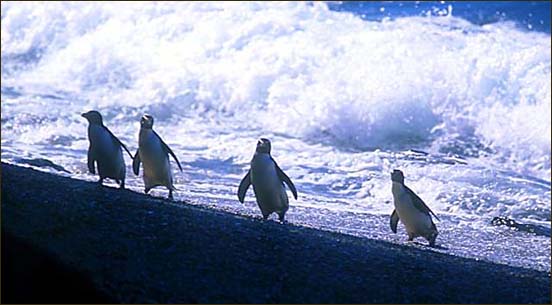 Fiordland Crested Penguins