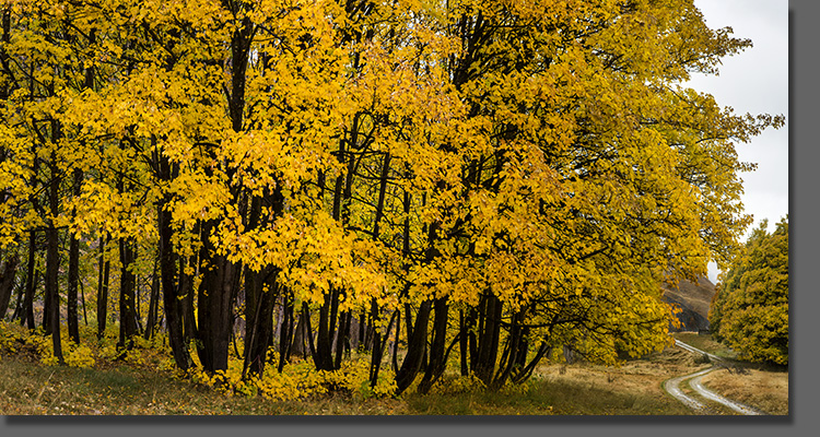  Central Otago Autumn Colours