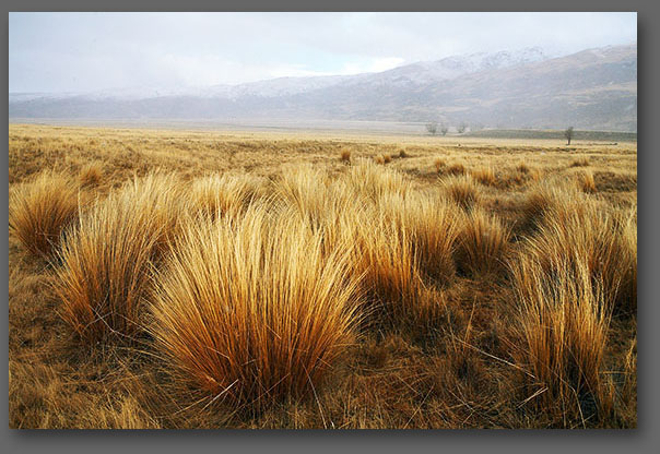 Red Tussock