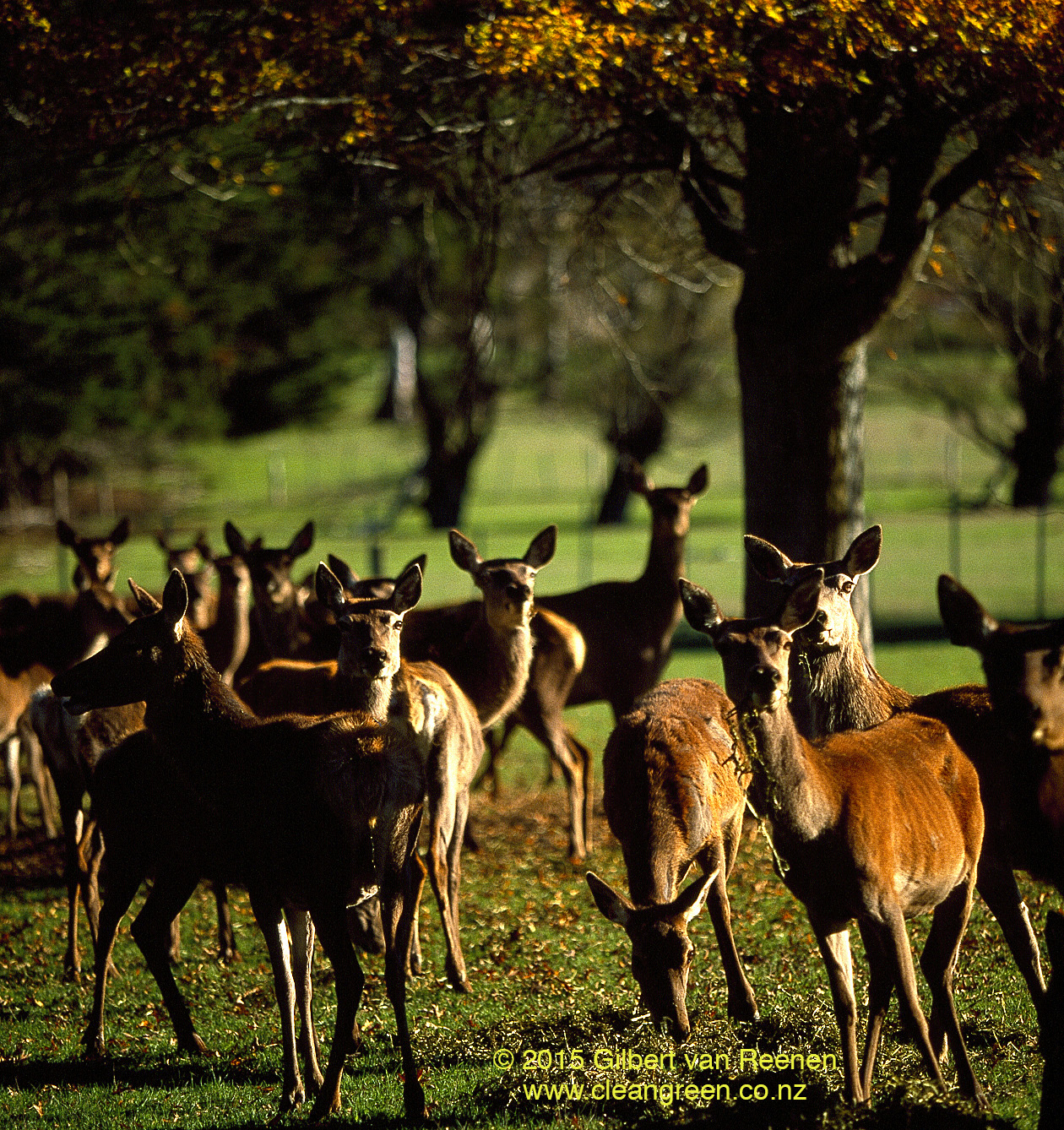 NZ Deer Farming Photos