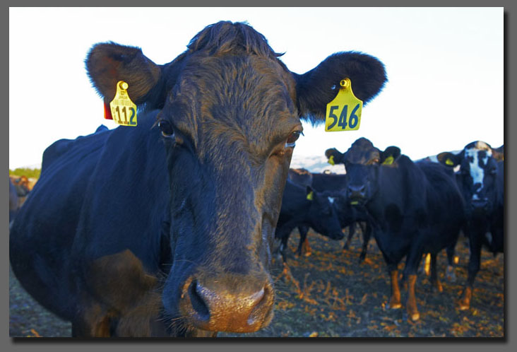 NZ Dairy Farming Pictures